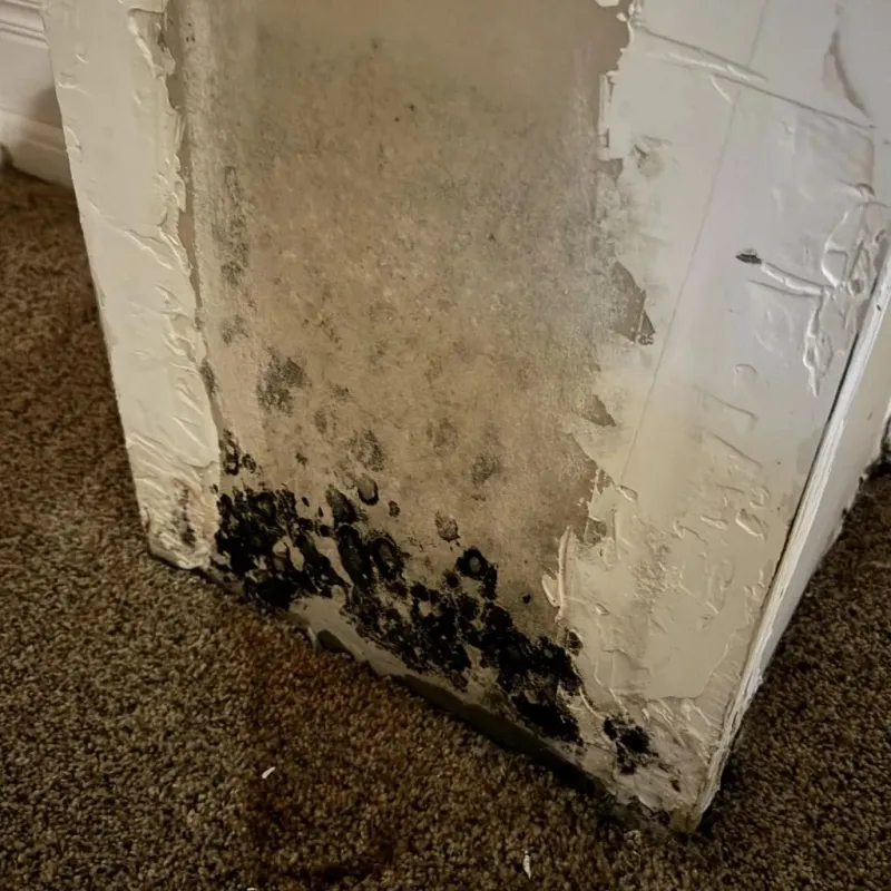 Professional Mold Removal in Delaware County, OK